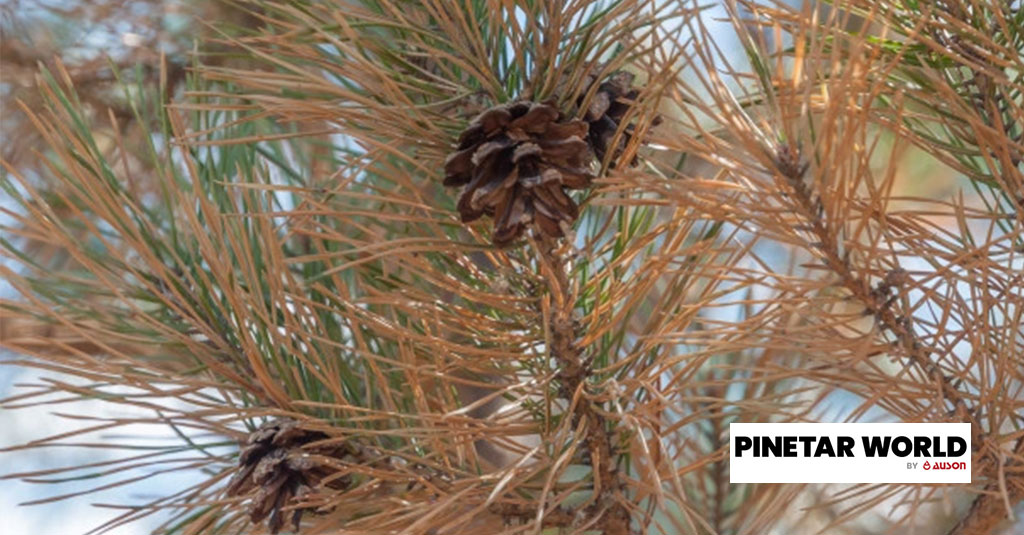 Black pine tar 